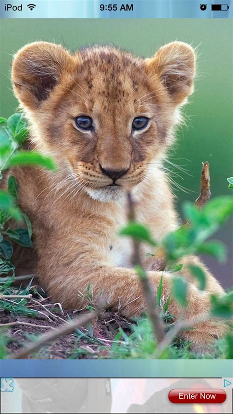 Pin By Carolyn On Lions African Cats Cat Movie Animals