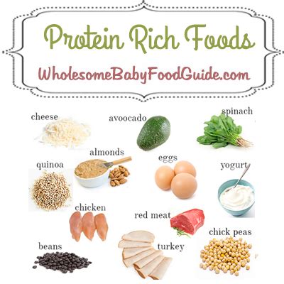 Include foods such as beans, lentils, nuts, seeds, lean meats and poultry, fish, shellfish, eggs, lower fat milk and lower fat dairy products. Protein Needs And Requirements For Babies - Wholesome Baby ...