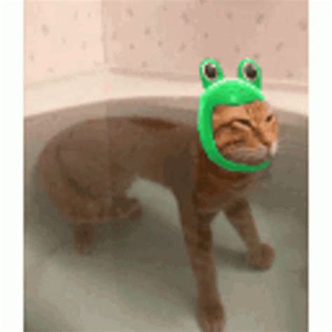 Cat Meme Sticker Cat Meme Funny GIFs Entdecken Und Teilen