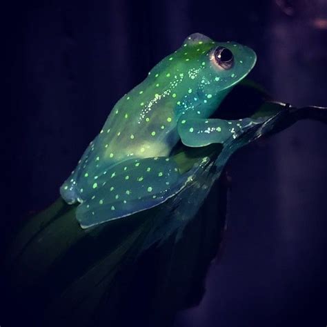 Worlds First Glow In The Dark Frog Discovered In Argentina