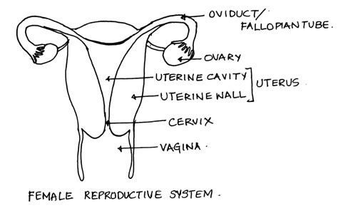 Female Reproductive System Diagram