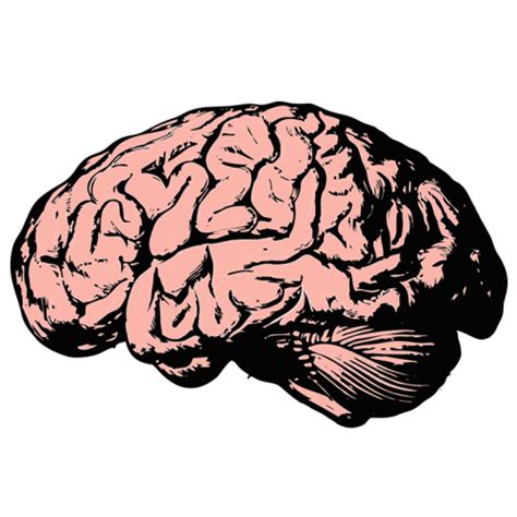 Brain Png Image Purepng Free Transparent Cc0 Png Image Library