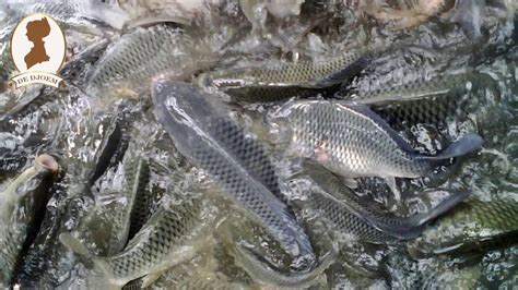 Budidaya Ikan Nila Ibu Pkk Ini Meraup Omzet Rp Juta Per Bulan Youtube