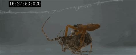 Watch These Male Spiders Jump Like Hell To Avoid Being Eaten After Sex