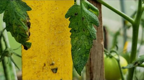 Whitefly Pests Under The Tomato Plant S Leaves Tomato Plants Affected