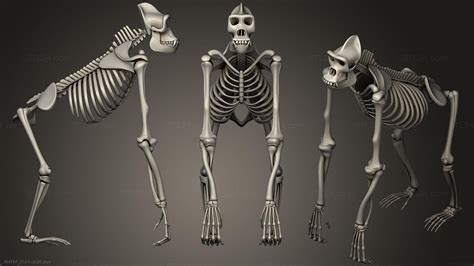 Anatomy Of Skeletons And Skulls Gorilla Skeleton Antm0564 3d Stl