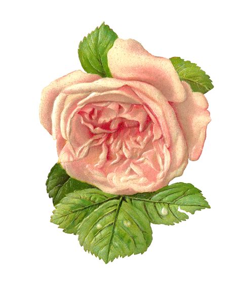 Antique Images Free Printable Flower Scrapbook Paper Pink Rose