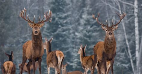 Frequently Asked Questions About Chronic Wasting Disease Facty Health