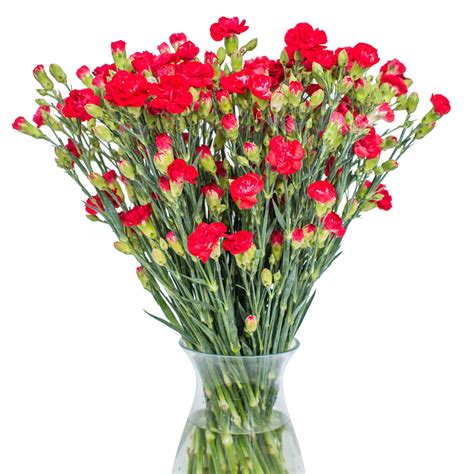 Red Spray Carnations By Flourish Send A Bouquet Nationwide Today