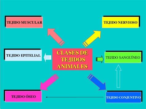 Tejidos Animales Completo