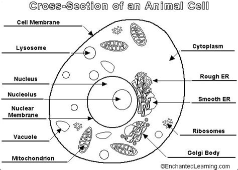 Label the parts of an animal cell worksheet answer key. parts of an animal cell - Google Search | Plant and animal ...