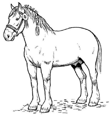 Horse Pictures For Kids To Color Coloring Home