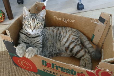 Why Do Cats Like Boxes Celebrating International Box Day