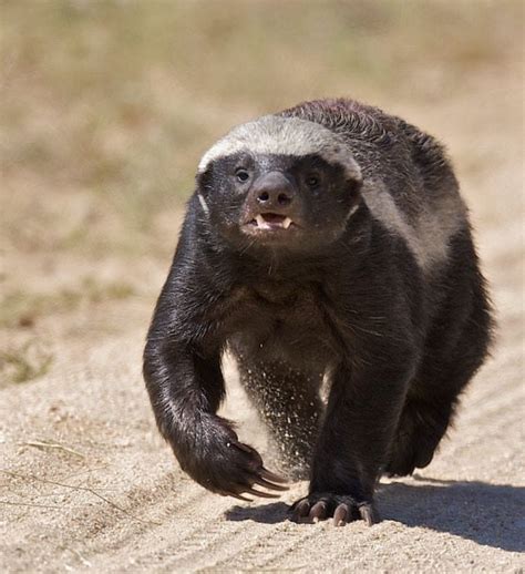 Get To Know The Honey Badger Wildest