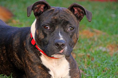 Breed Of The Month Staffordshire Bull Terrier