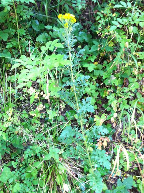 This weed grows alllll around our property, and has invaded our vegetable gardens, greenhouses, and flower beds. invasive species? - Ask an Expert