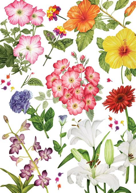 The Art Of Botanical Illustration Wakasa Jp