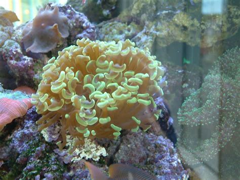 Zeobak, which contains several bacterial strains, and when used in combination with zeofood and zeostart, will give you outstanding coral growth. Beliebte LPS-Korallen für Anfänger im Meerwasseraquarium