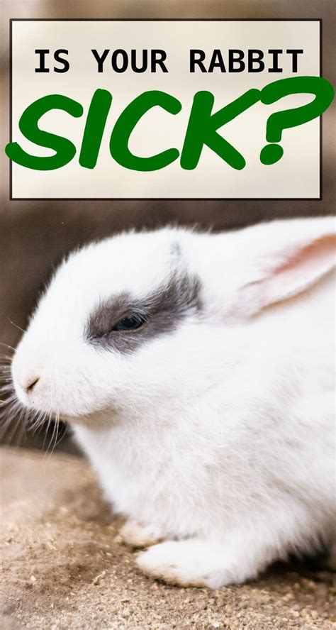 17 Ways To Know If Your Rabbit Is Sick Pet Bunny Rabbits Pet Bunny
