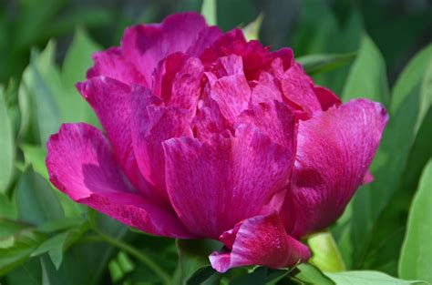Southern Peony 2016 Intersectional Peony Blooms Early Mid Week 3