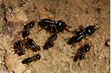 Picture Of Termite Photos