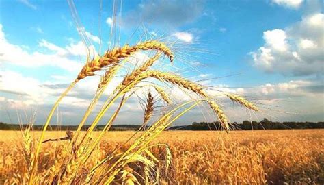 Вночі 1 серпня 2014 року підрозділи бригади, завдяки розвідданим, одержаним від інформгрупи «права справа», знищили велику колону бойовиків, що рухалась від суходольська до луганська. 1 серпня: народний календар і астровісник