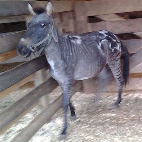Appy Zorse Like Other Appy X Zebra Crosses The Stripes Are Visible