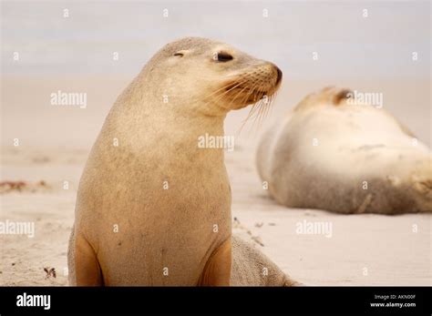 Australian Sea Lion Neophoca Cinerea Stock Photo Alamy