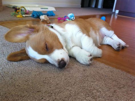 Puppy dreams... | Corgi, Puppies, Animals