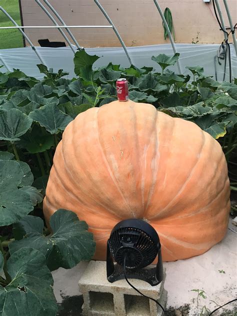 England seed grows Great Pumpkin - Kentucky Living