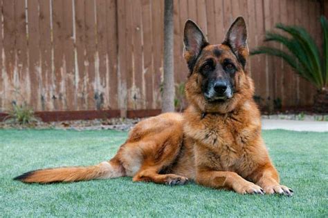 Are German Shepherds The Best Guard Dogs