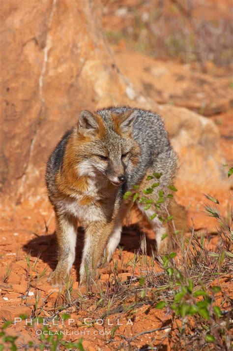 Gray Fox Urocyon Cinereoargenteus Photo 12095