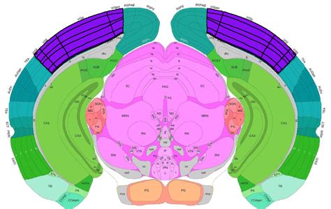 Multimodal Characterization In Mouse Visual Cortex Brain