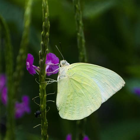 10 Tips For Photographing Butterflies Butterfly Photography Tips