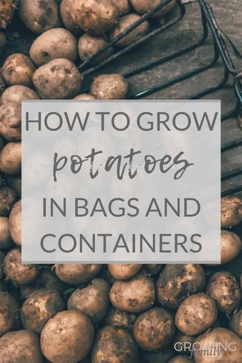 How To Grow Potatoes In Bags And Pots Easy Step By Step Guide Growing