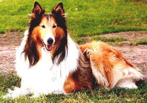 Collie Lassie Dog