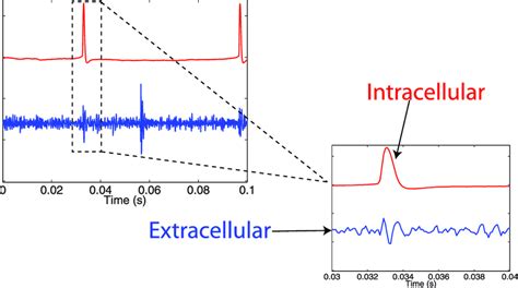 Example Of Simultaneous Intracellular And Extracellular Recordings From