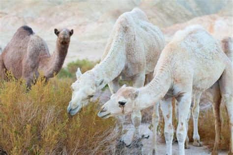 In java variables, references, method names are declared in lowercamelcase. Camel POOP - Perl Object Oriented Programming by Khürt ...