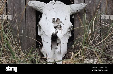 Dented Skull Of A Bull In The Chernobyl Zone Stock Video Footage Alamy