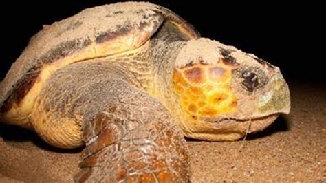 Rising Temperatures Could Be Bad News For Male Loggerhead Turtles Fox