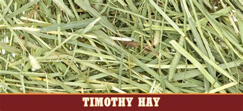 Timothy Grass Hay Stampede Premium Forage Consistently Consistent