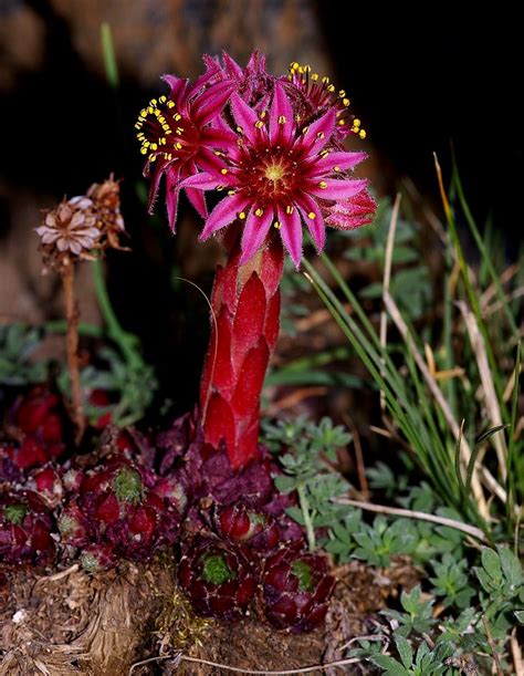 Sempervivum Minutum Willk Pau Crassulaceae Parque N Flickr