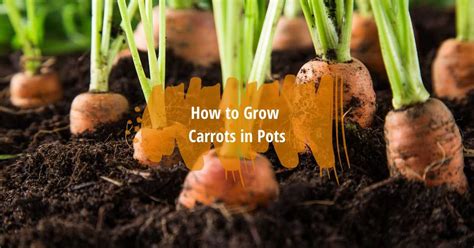 How To Grow Carrots In Pots Container Carrot Growing Tips