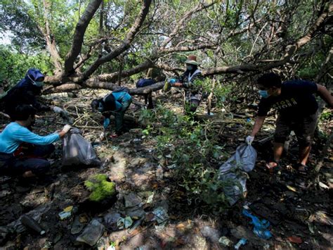 Foto Aksi Bersih Bersih Sampah Plastik Di Hutan Mangrove Wonorejo My