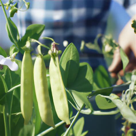 The Complete Guide To Growing Sugar Snap Peas In 6 Easy Steps Outdoor Happens Homestead