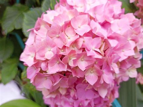 Hydrangea Flower Meaning And Symbolism The Garden Shed