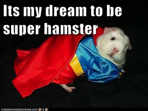 Super Hamster Youtube