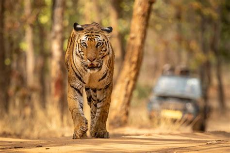 Photography And Safari Tour To Bandhavgarh National Park Madhya Pradesh