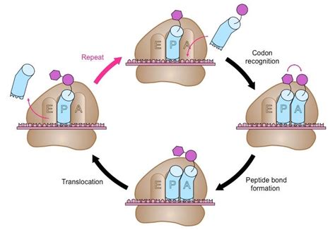 DNA Translation Initiation Elongation Termination TeachMePhysiology