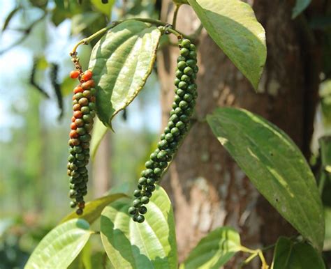 Black Pepper Vine Sunil Koovakkat Flickr